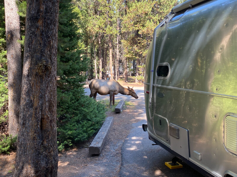 Grant Campground at Yellowstone National Park
