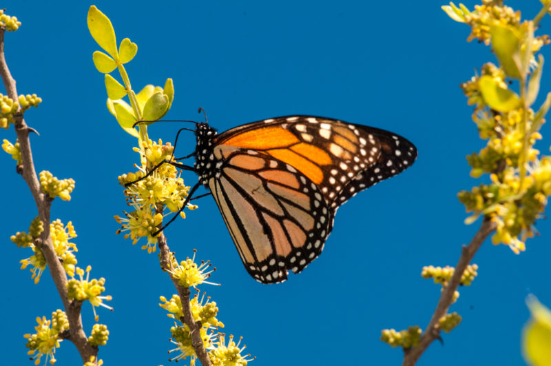 Where to Spot Monarch Butterflies and Camp Nearby