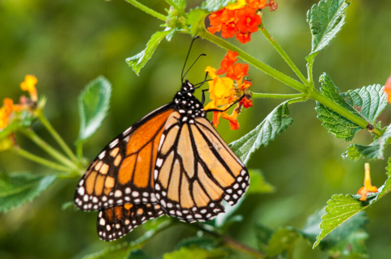 a black and orange monarch butterfly sits on a leaf surrounded by orange flowers