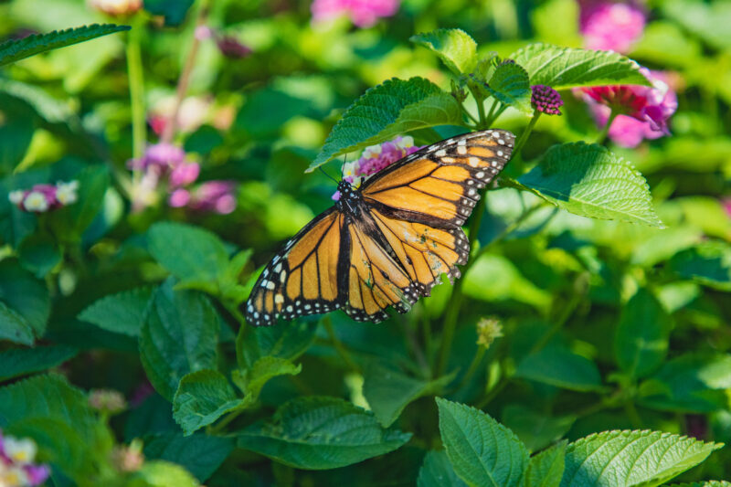 a black and orange monarch butterfly sits on a leaf surrounded by pink flowers