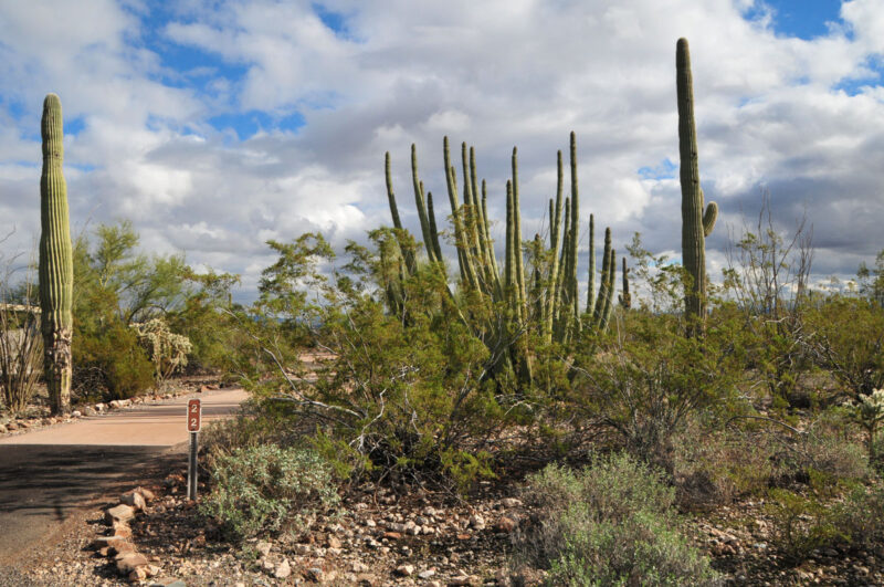a desert landscape with several large cacti