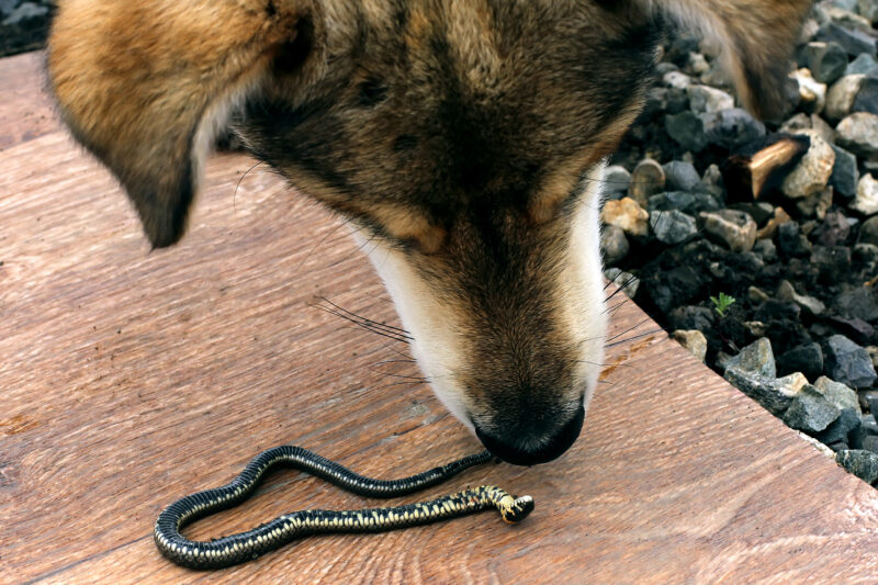a dog get close to a small black snake
