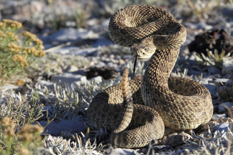Rattlesnake poised to strike in a desert landscape