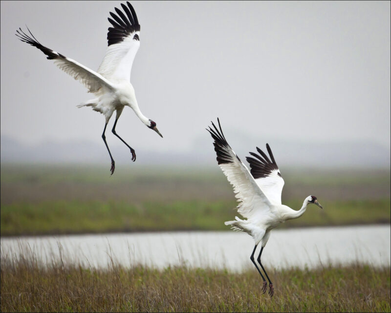 two black and white whooping cranes land in a watery marsh