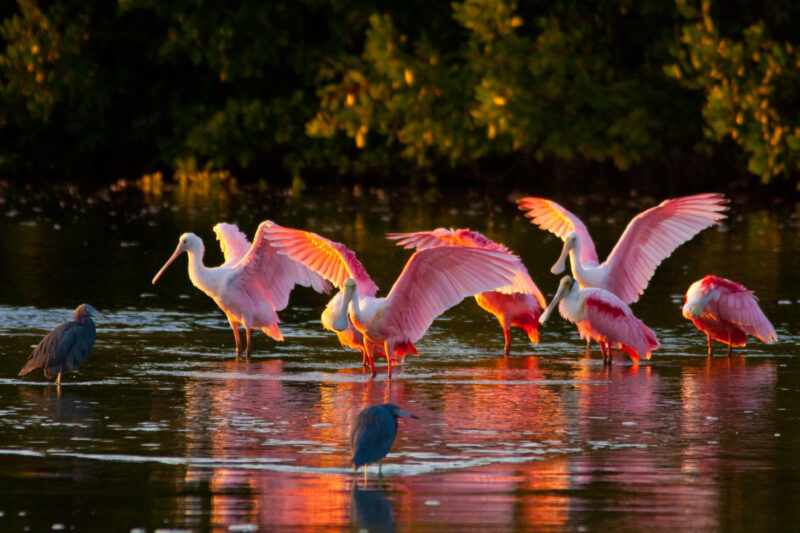 a group of pink birds flap their wings on a body of water