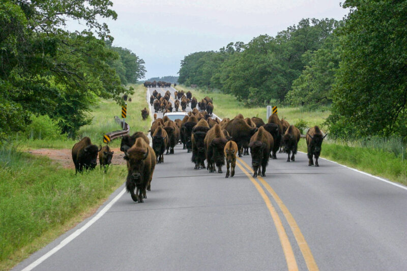 a heard of bison crowds around a car on a road through a wildlife refuge