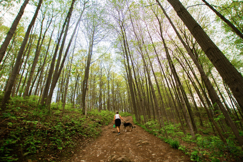 a person and a dog hike on a wooded trail