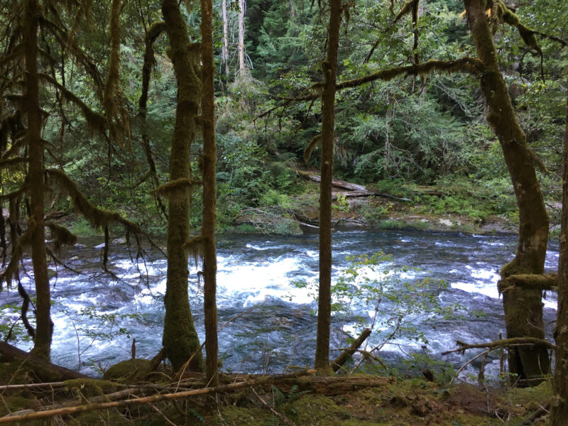 River flowing in old growth forest