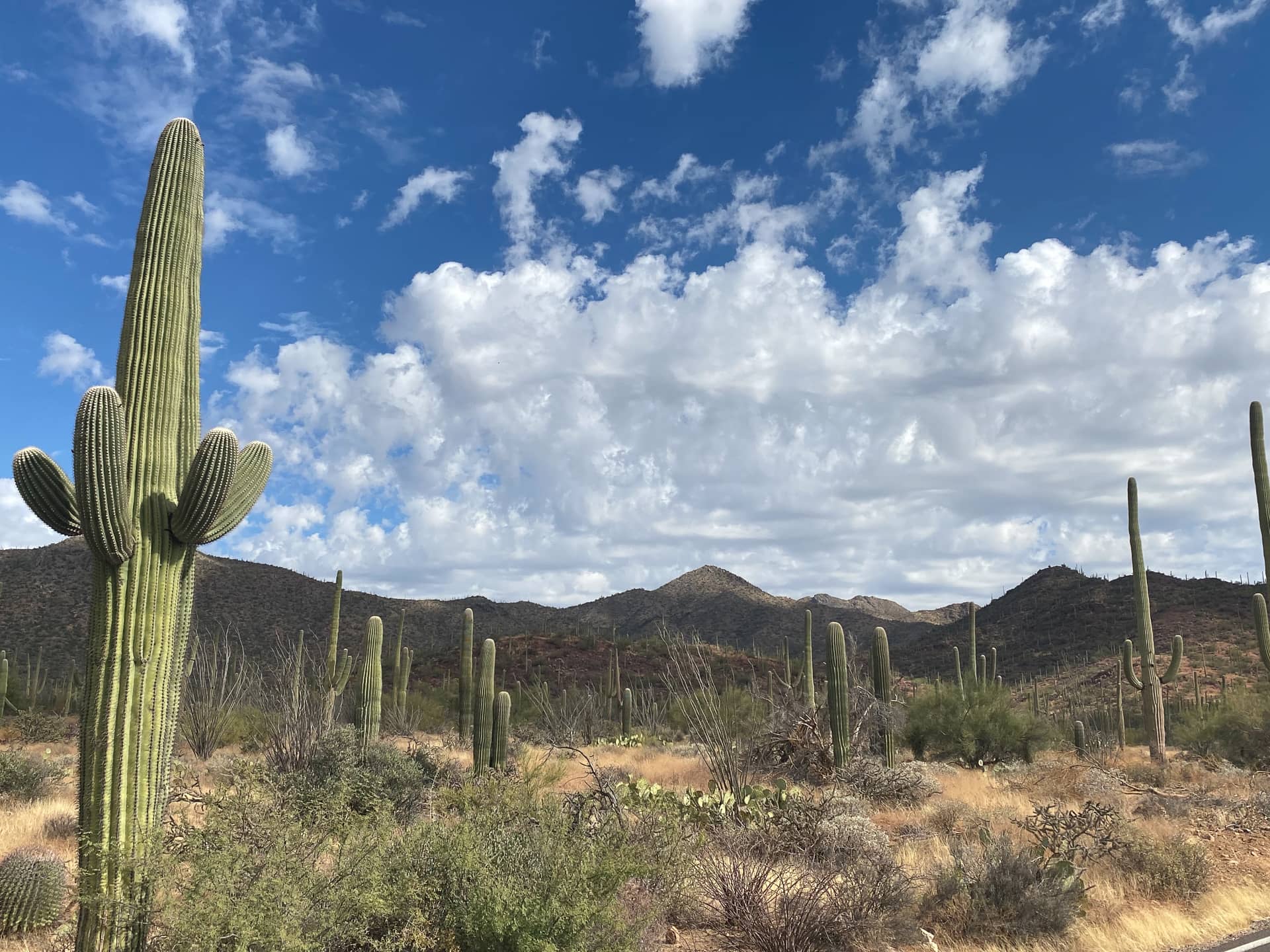 Where to Camp When Visiting Saguaro National Park by RV