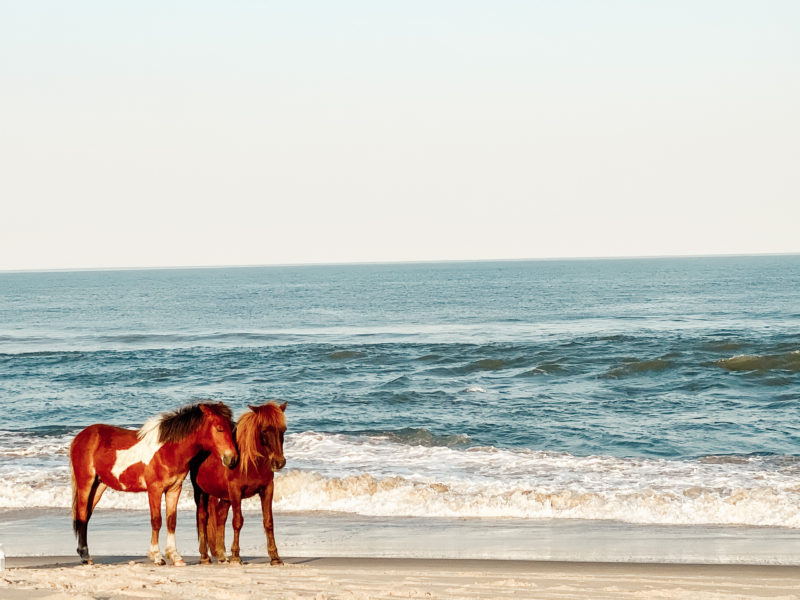 two wild ponies stand near the edge of the ocean