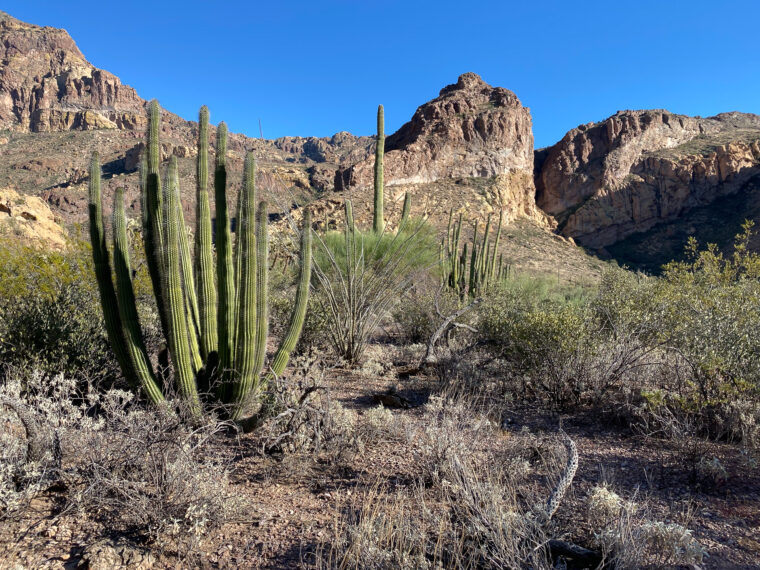 Where to Camp When Visiting Organ Pipe Cactus National Monument