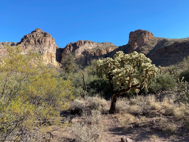 Where to Camp When Visiting Organ Pipe Cactus National Monument
