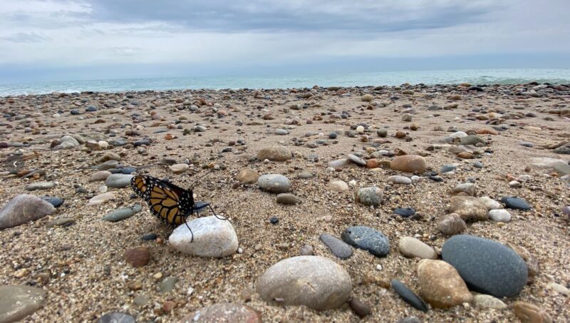 an orange and black monarch butterfly perched on a rock on a sandy and rocky beach shore by the water