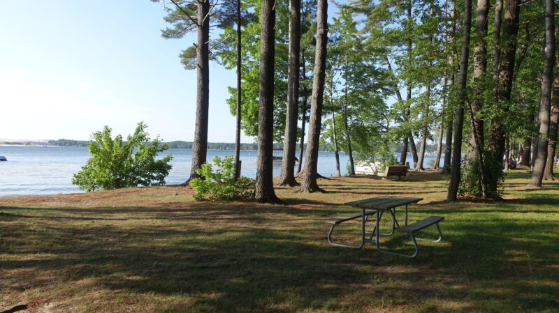a wooded campsite by the shore with a lone picnic table