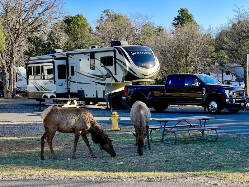 a campground with an RV and a black truck along with two elk grazing near a wooden picnic table