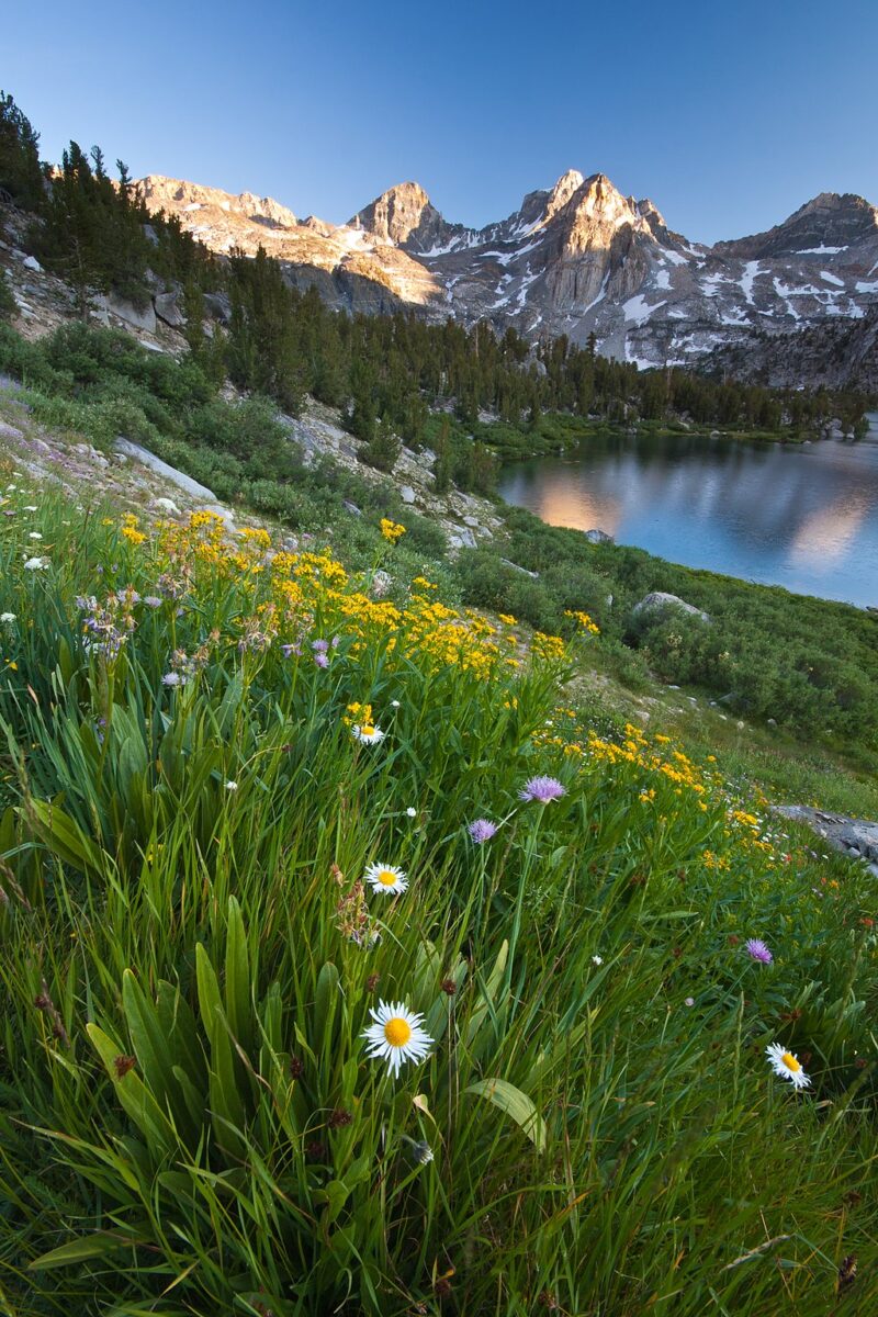 a scenic hillside with wildflowers near a lake with snowy mountains in the background