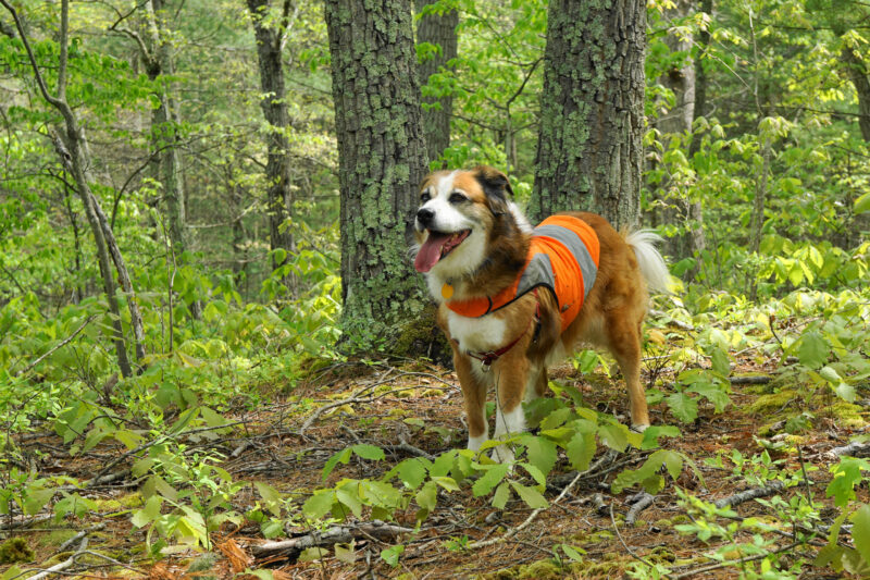 A dog standing in the woods is outfitted with an orange safety vest.