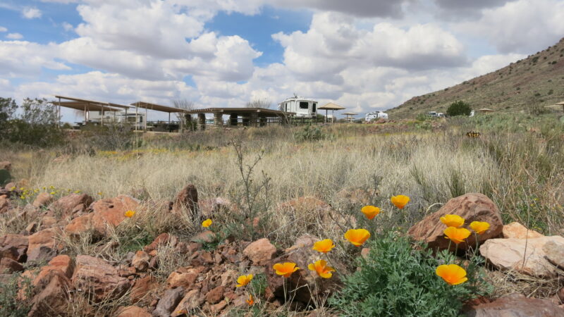 Wildflowers and cacti cover the ground surrounded rugged RV campsites.