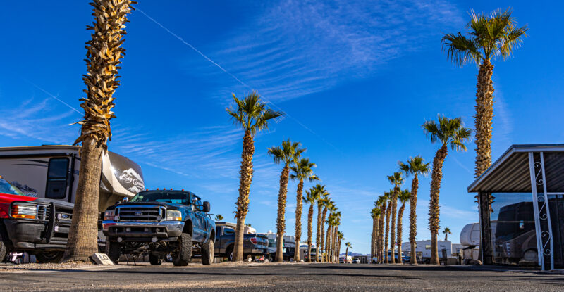 A row of towering palm trees line a street in an RV park with fifth wheel and other recreation vehicles parked in RV campsites on each side of the road.