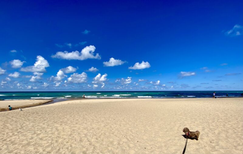 A small brown dog strolls a sandy beach as idyllic clouds dot a vividly blue sky.
