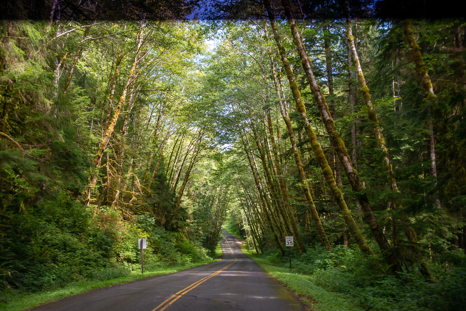 Towering trees obscure the sky as a paved road cuts through Washington's Olympic National Park