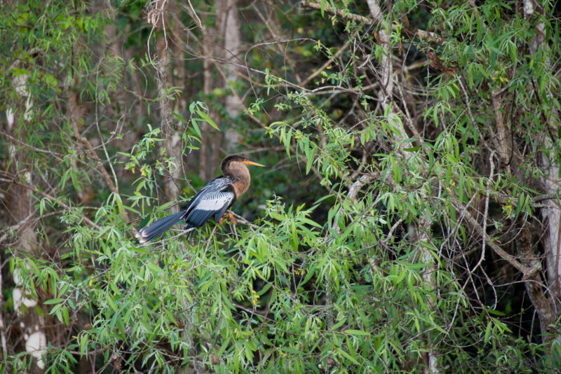 An anhinga stands out from the green surroundings at Big Cypress Reservation, Florida