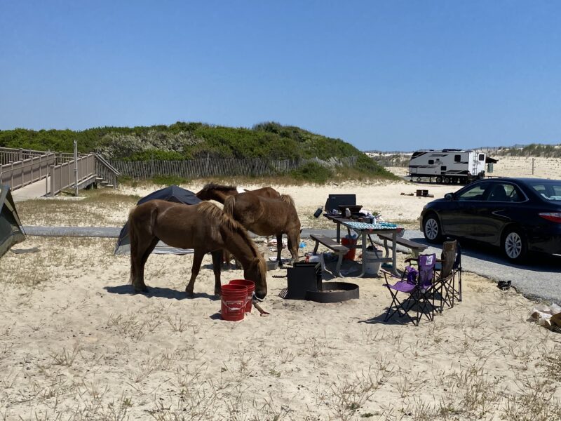 Wild horses rummaging through camping gear at a beach