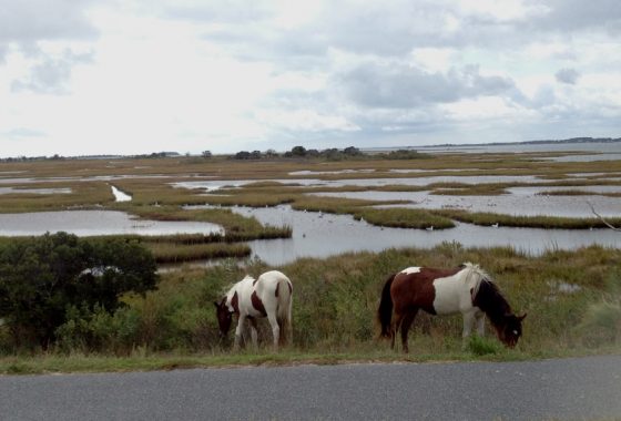 feral horses grazing on assateague island national seashore
