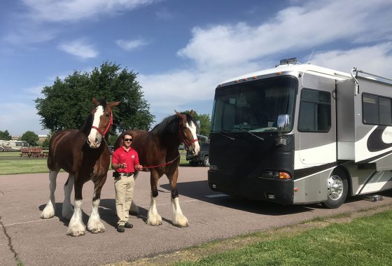 clydesdales next to a motorhome