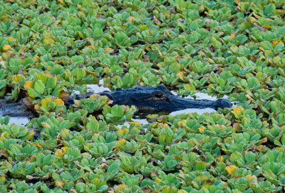 Alligator submerged in a lake surrounded by vegetation.