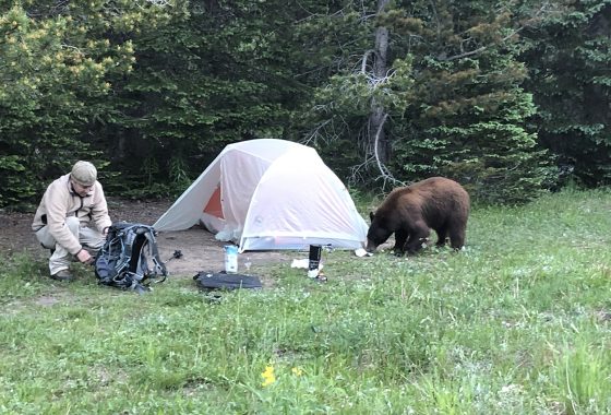 Bear sniffing a tent with a camper next to it.