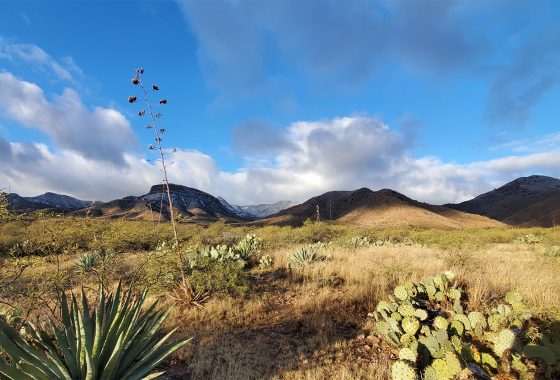 High desert landscape