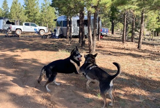 Two dogs playing in the forest near some RVs.