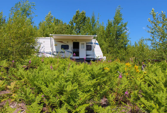 Ferns and fireweeds surround an RV parked in the woods.