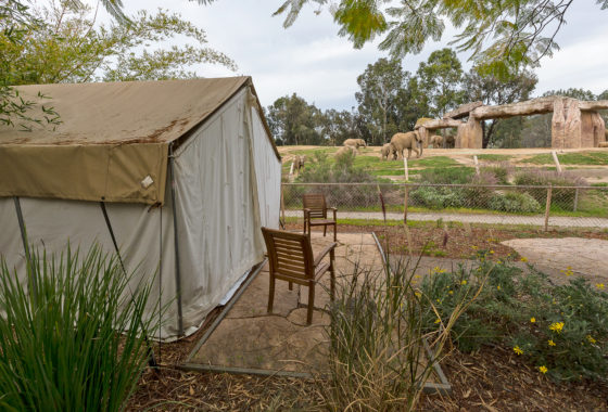 Safari tent next to elephant enclosure at zoo