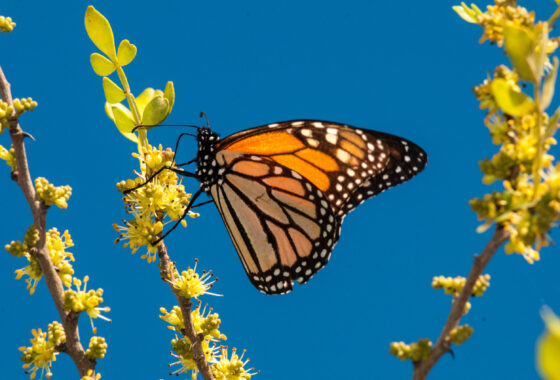 a black and orange monarch butterfly sits on a leaf surrounded by yellow flowers
