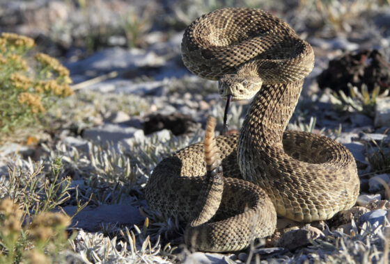 Rattlesnake poised to strike in a desert landscape