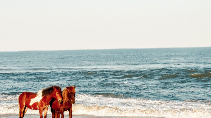 two wild ponies stand near the edge of the ocean